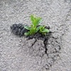 seed